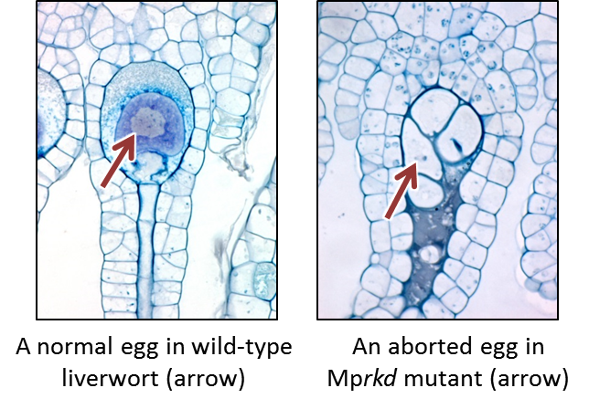 Discovery of a key regulator of plant germ cell formation (June 24, 2016)