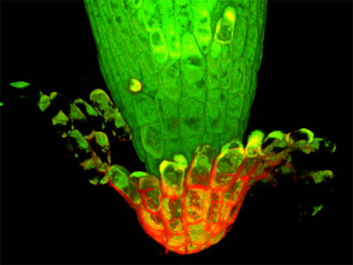 Elucidation of a mechanism regulating active cell detachment from the plant root tip (November 1, 2016)