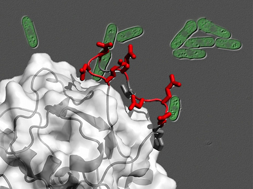 Fission yeast sheds light on how cancer-causing protein becomes activated. (March 2, 2017)