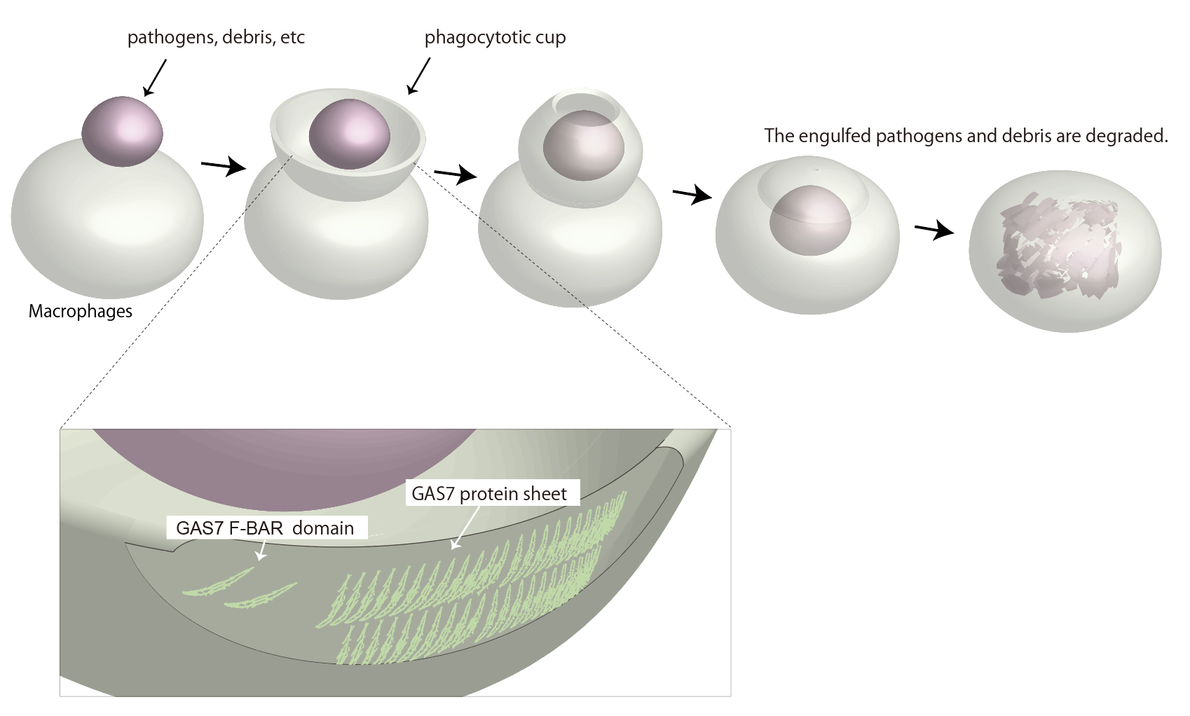GAS7 protein allows cells to eat