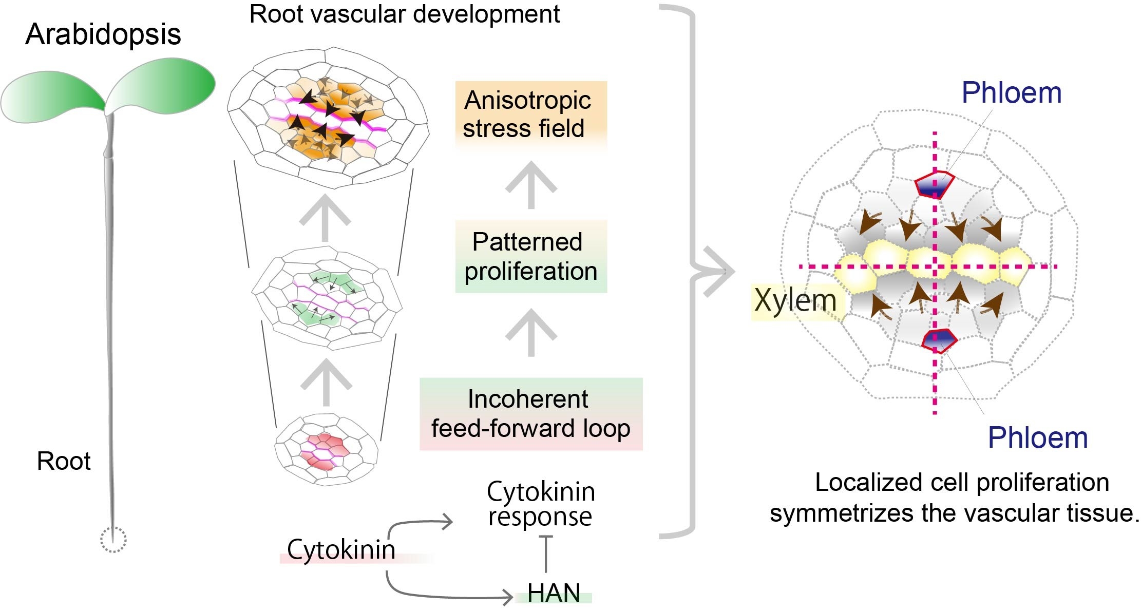 Compressive stress shapes the symmetry of Arabidopsis root vascular tissue
