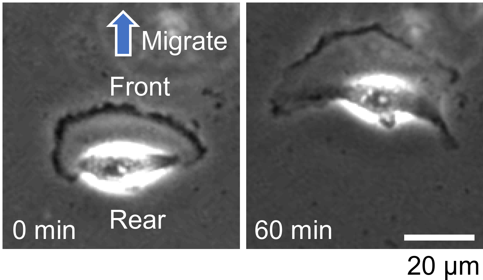  Self-Propelled Actin Filaments: Novel Structures Driving Spontaneous Cell Morphogenesis