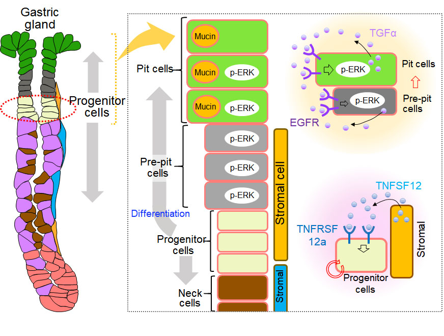 Secret of stem cells protecting the gastric mucosa