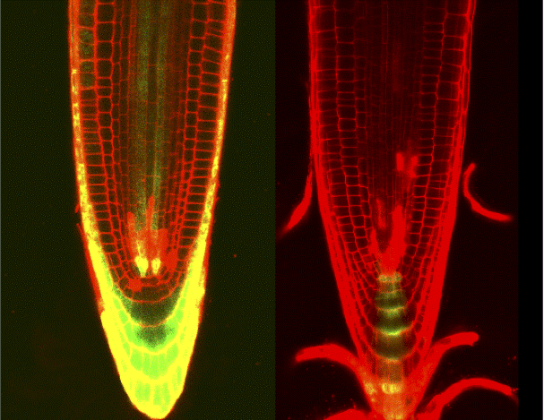 Damage control: Plants juggle genome maintenance and growth by being organized