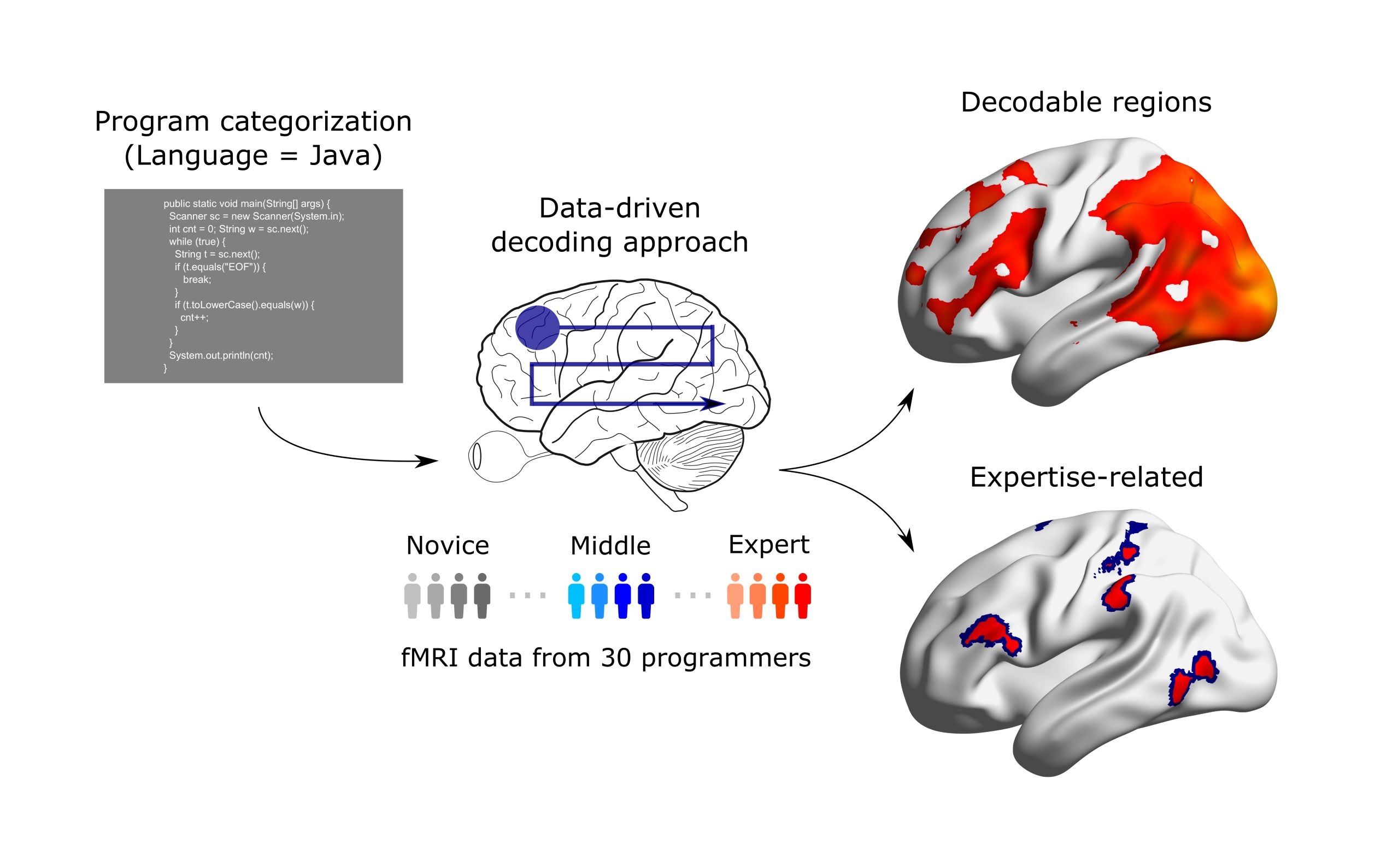 How is the brain programmed for computer programming?
