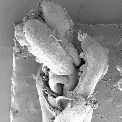 Auxin tells the stem cells to stop growing and the gynoecium to start forming in flowers