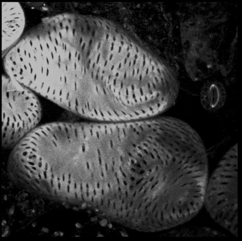 Light determines the genes that function in plant growth
