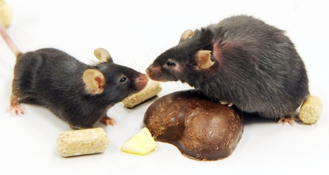 Sound changes the way rodents sense touch