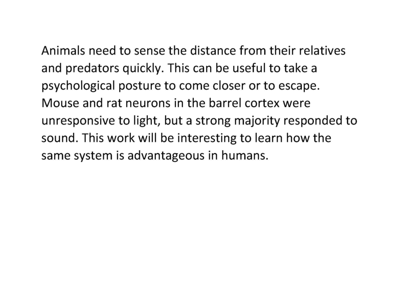 Sound changes the way rodents sense touch