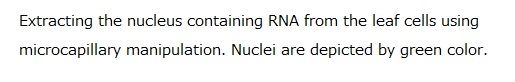 The regeneration of a cell depends on where it is positioned