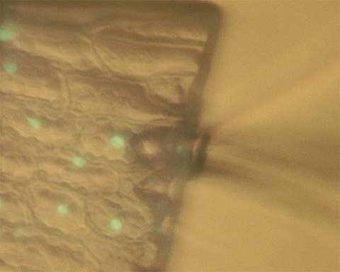 The regeneration of a cell depends on where it is positioned