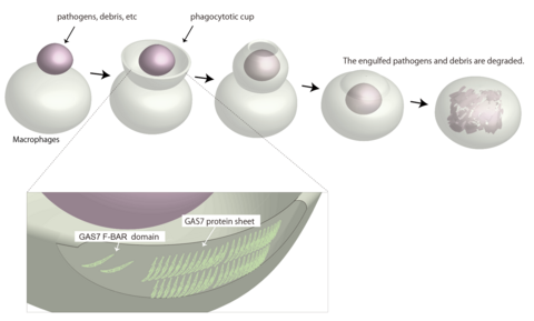 GAS7 protein allows cells to eat