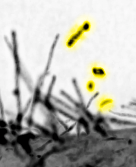 How cellular fingertips may help cells 