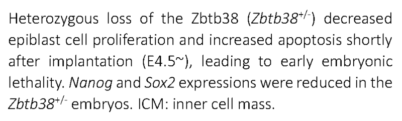 A single allele deletion in gene encoding Zbtb38 leads to early embryonic death