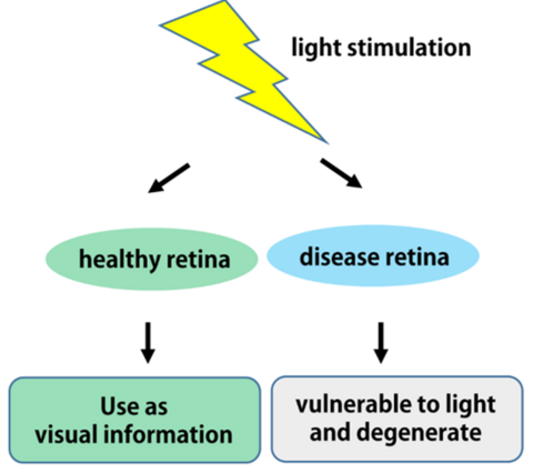 Protecting the eye from light stimuli ~Discovery of a novel signalling molecule that ensures the robustness of the retina~