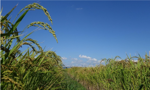 Decoding the Rice Root Microbiome in a High-Yield, Fertilizer- and Pesticide-Free Field: A Four-Year Study with Machine Learning Reveals Beneficial Bacteria for Sustainable Cultivation