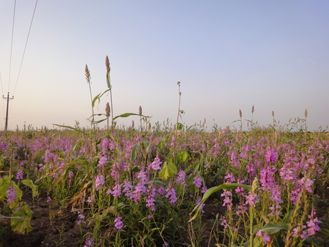 Uncovering how parasitic plants avoid attacking themselves to improve crop resistance