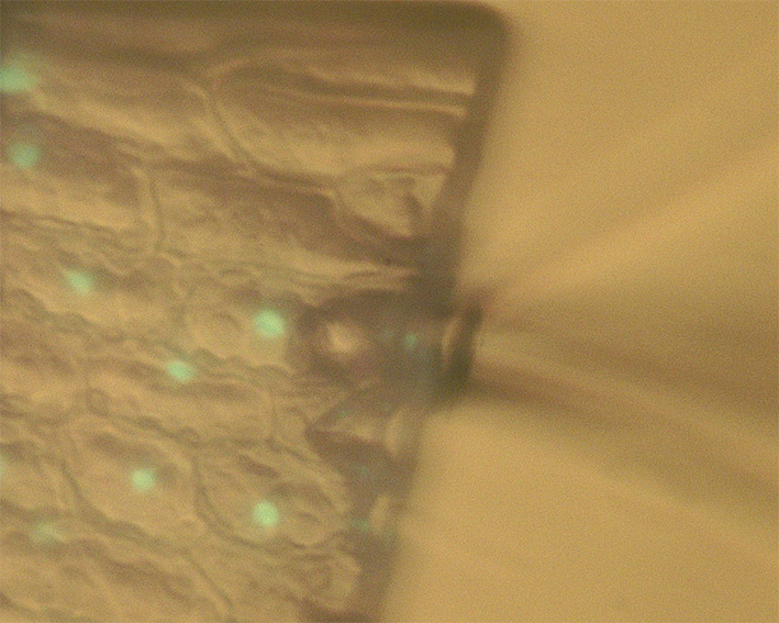 The regeneration of a cell depends on where it is positioned