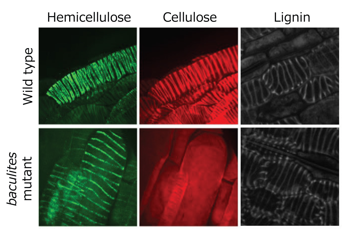 Plant polymers do not always act together to make beautiful shapes