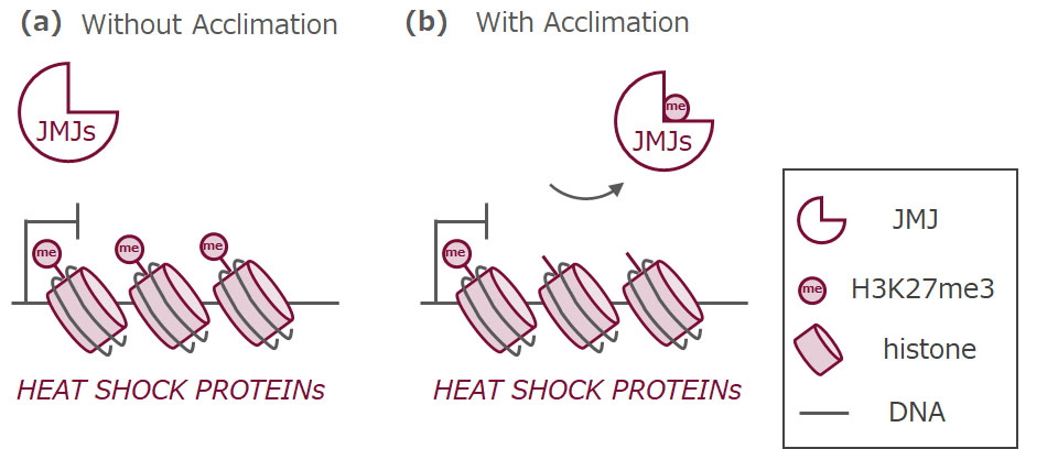 How to beat the heat: Memory mechanism allows plants to adapt to heat stress