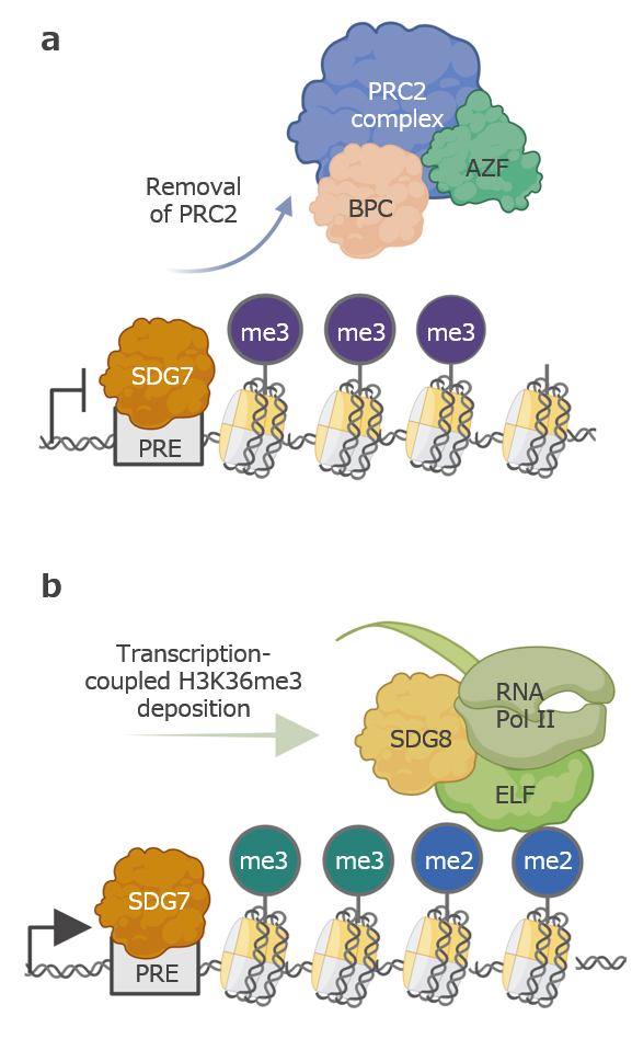 Towards a better understanding of epigenetics and dynamic gene silencing and reactivation