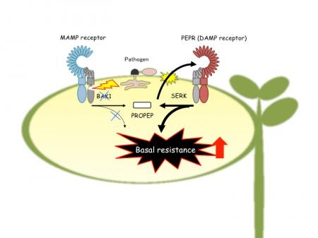 Danger peptide receptor signaling in plants ensures basal immunity upon pathogen-induced depletion of BAK1 (November 19, 2015)