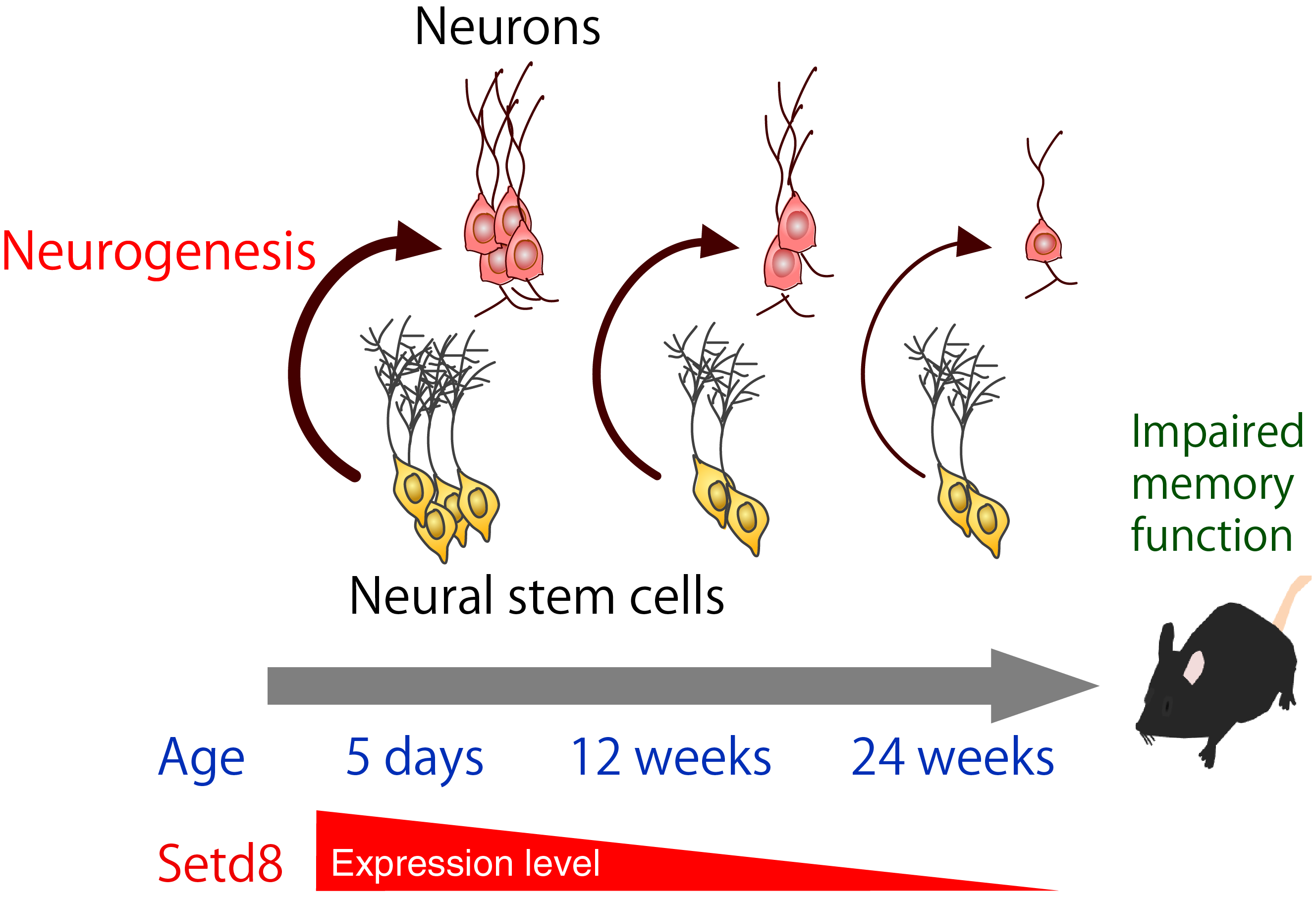 Understanding the Epigenetic Mechanisms Behind Premature Aging of the Brain
