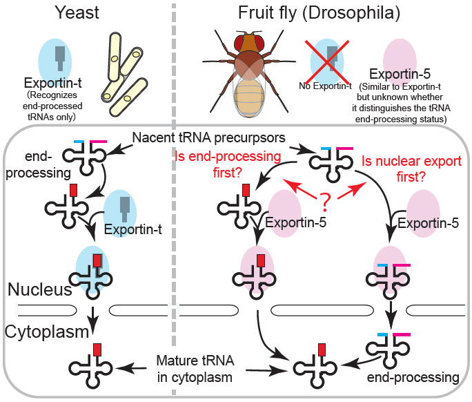 Uncovering the unique roles of Exportin-5 in RNA export within Drosophila cells
