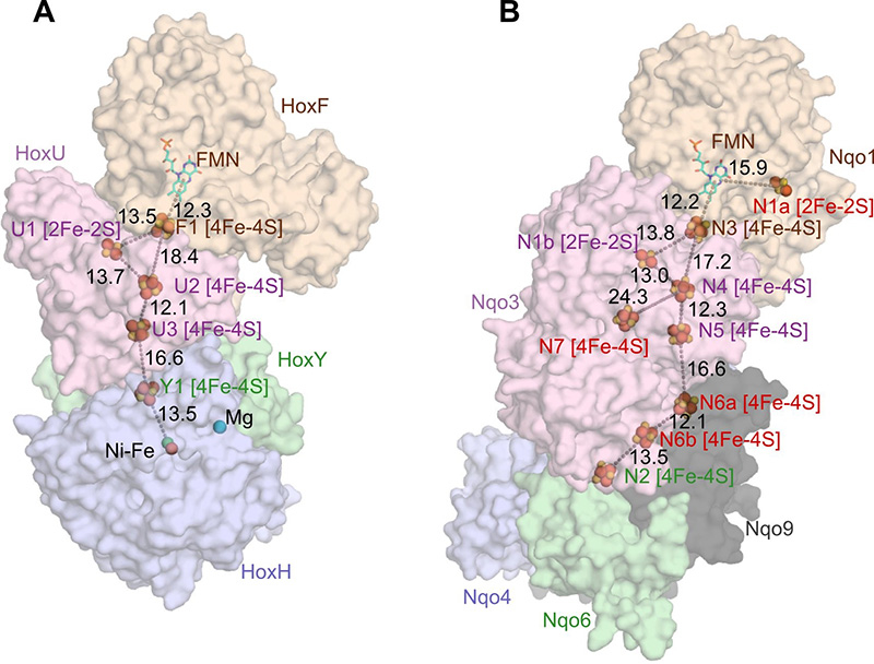 Elucidation of the structural basis for the redox switches in the NAD+-reducing soluble [NiFe]-hydrogenase