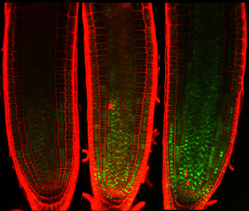 Plant cells survive but stop dividing upon DNA damage