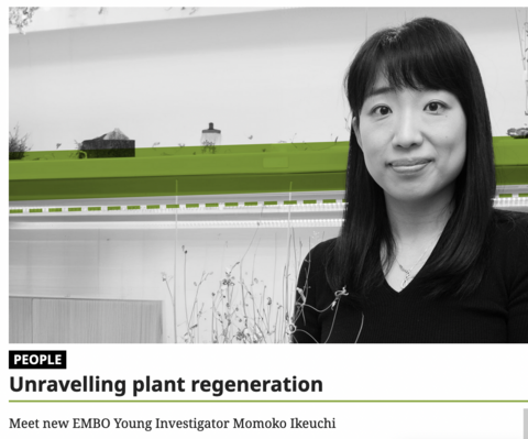植物再生学研究室の池内桃子特任准教授がEMBO Young Investigatorに選出