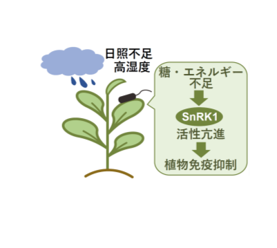 【プレスリリース】栄養不足が植物の病害抵抗性を弱める原因を解明 ～異常気象下での作物収量増産への貢献に期待～
