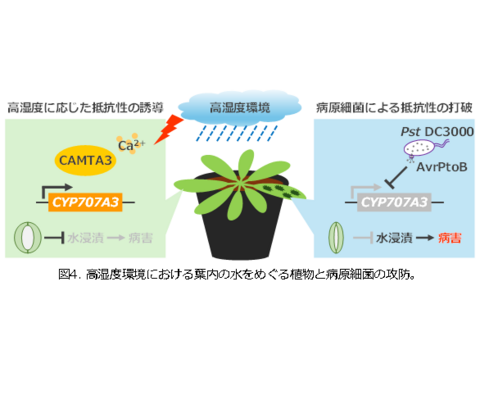 【プレスリリース】高湿度下での葉内の水集積をめぐる植物と病原細菌の攻防を解明 気孔を開いて水を排出させる酵素の遺伝子発現が標的だった ～気候変動時代の病害防除への貢献に期待～