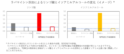 奈良先端科学技術大学院大学と月桂冠が共同研究 酵母の成長スイッチ「TORC1」が 清酒の香味に与える影響を解明（第二報） ―TORC1の脱抑制が吟醸香とリンゴ酸の増加に寄与―