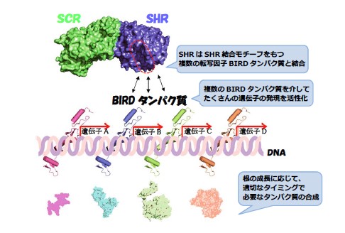 図5