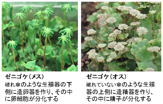 ゼニゴケの形態